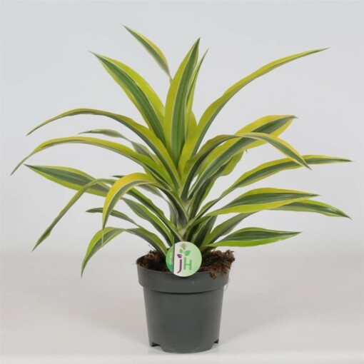 Dracaena fragrans ´Lemon Lime´ traakkipuu P17 cm