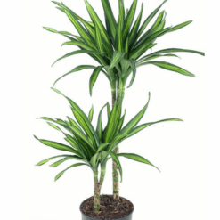 Dracaena fragrans ´Riki´ traakkipuu 90-100 cm P19 cm