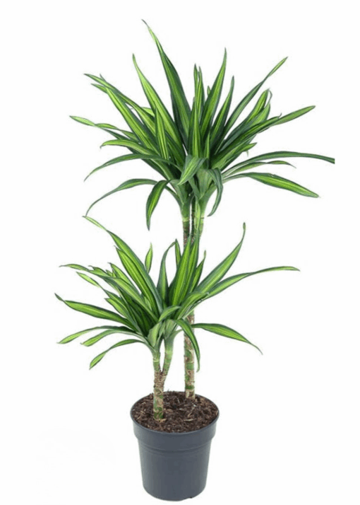 Dracaena fragrans ´Riki´ traakkipuu 90-100 cm P19 cm