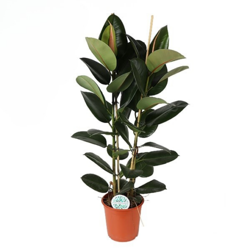 Ficus elastica  'Robusta' kumipuu P24