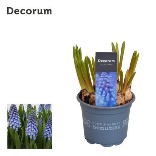 Helmililja eli helmihyasintti 'Big Smile' sininen 9 cm