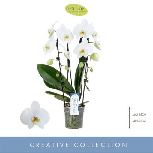 Phalaenopsis orkidea putous-malli 'Fontano' p12 valkoinen