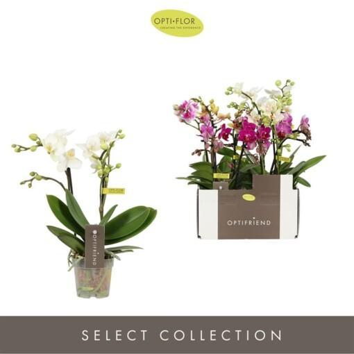 Phalaenopsis miniflora mix P7