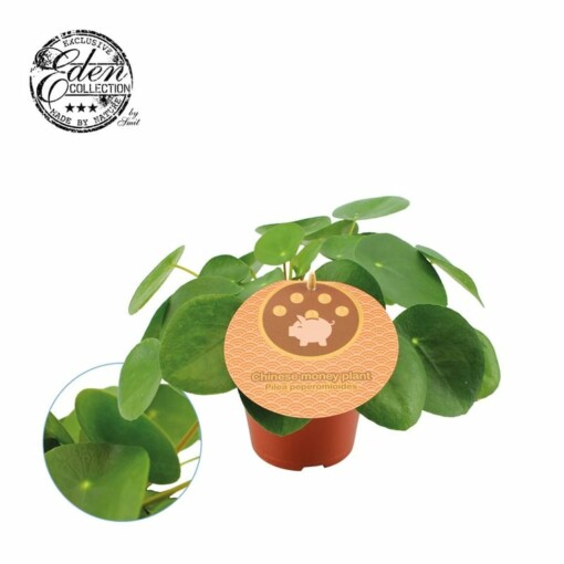 Pilea peperomoides P12 kilpipiilea