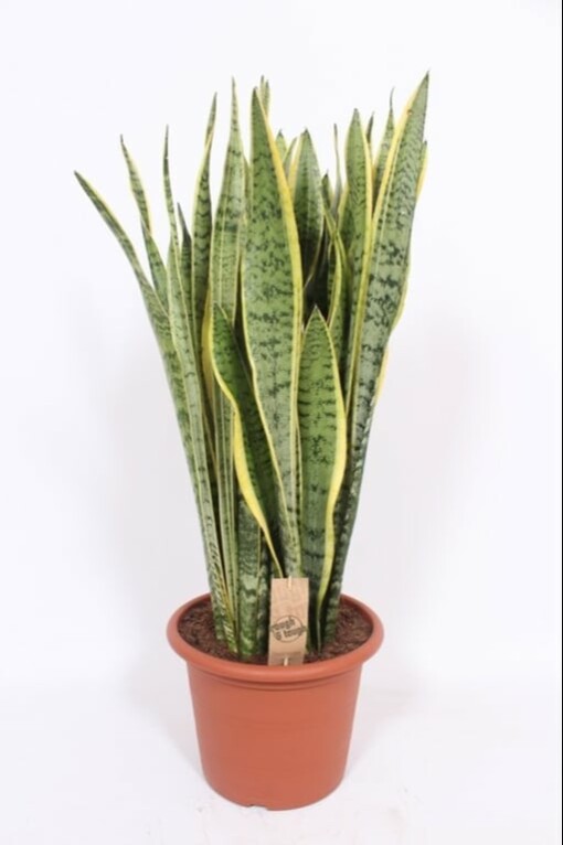 Sansevieria trif. 'Laurentii' P30 anopinkieli n. 100 cm