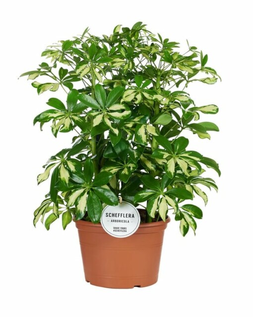 Schefflera arb. 'Gerda' P21  siroliuska-aralia 50-55 cm