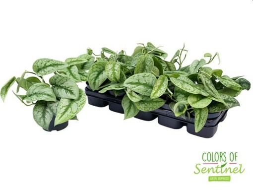 Scindapsus pictus 'Trebie' P12 Hopeaköynnös
