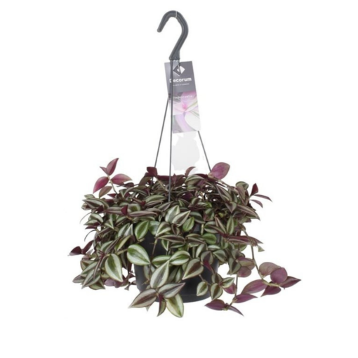 Tradescantia zebrina 'Purpusii' P18 kirjojuoru
