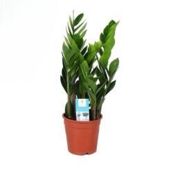 Zamioculcas zamiifolia P17 palmuvehka