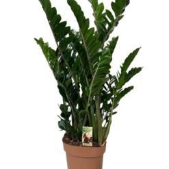 Zamioculcas zamiifolia P30 palmuvehka