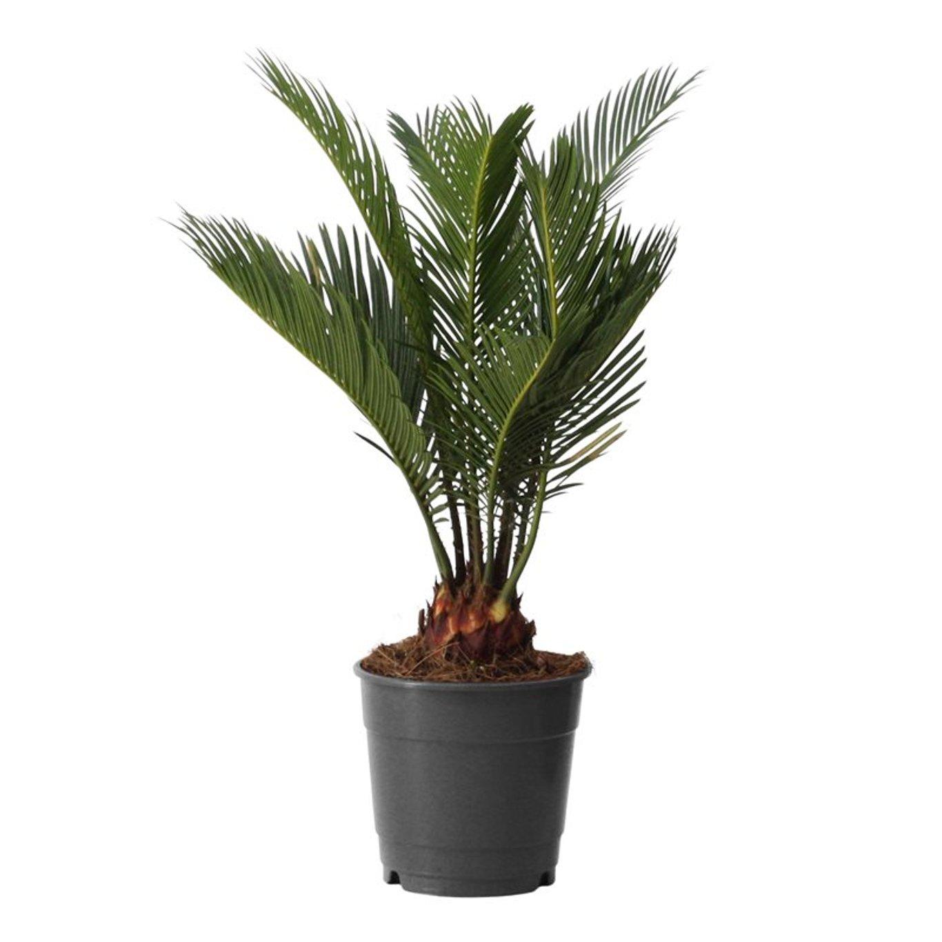 Cycas revoluta P12 käpypalmu
