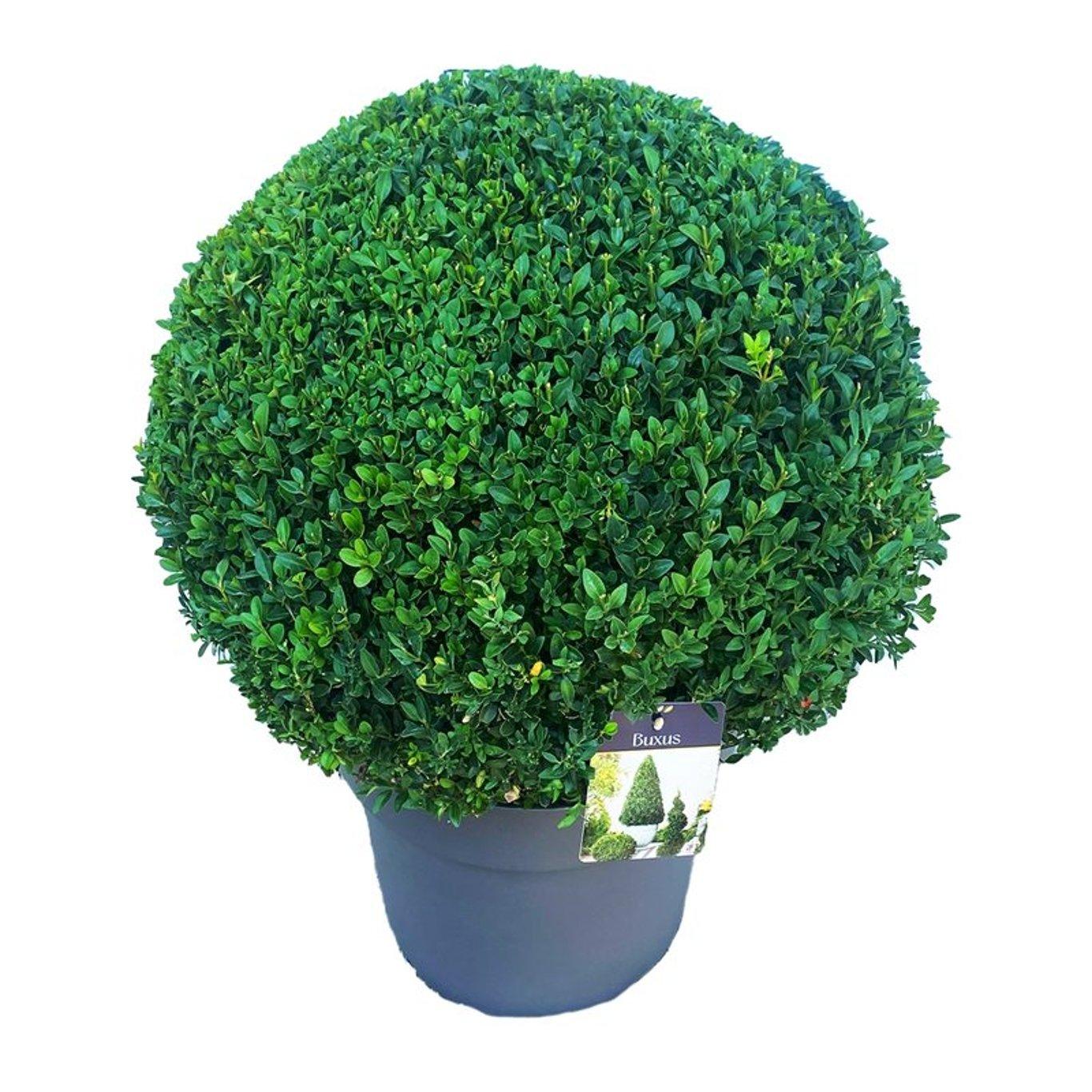 Buxus sempervirens pallon halkaisija 50 cm puksipuu