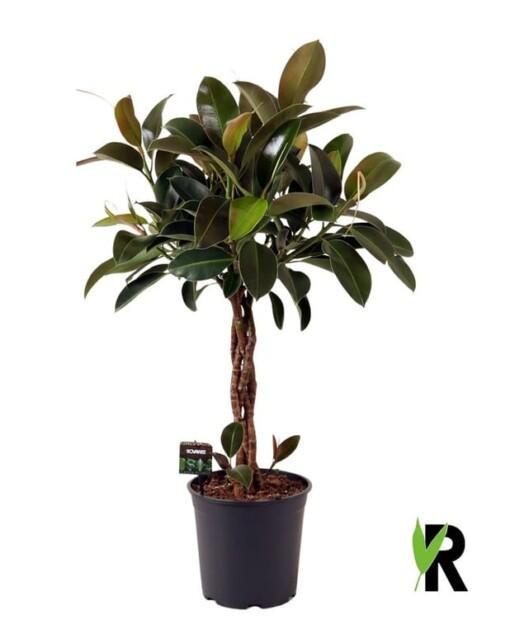 Ficus elastica 'Melany' P27 Kumipuu