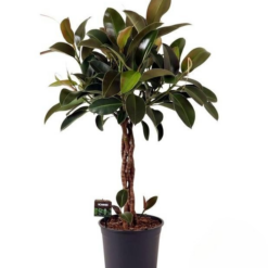 Ficus elastica 'Melany' P27 Kumipuu