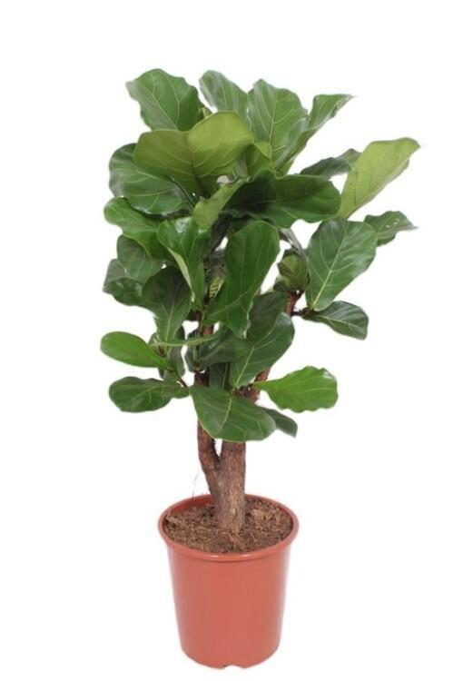 Ficus lyrata P27 lyyraviikuna rung. 120 cm