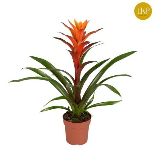 Guzmania 'Variada' P12 Timanttiananas oranssi