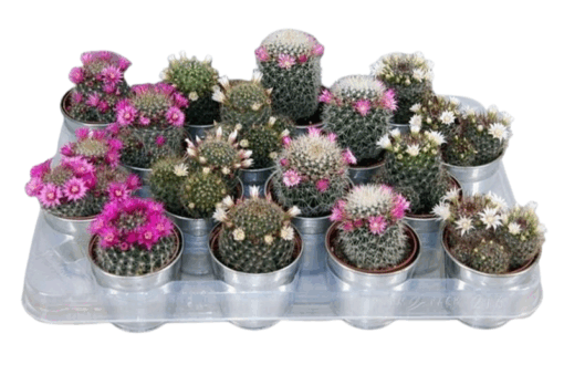 Mammillaria mix P8 syyläkaktus sinkkiruukussa