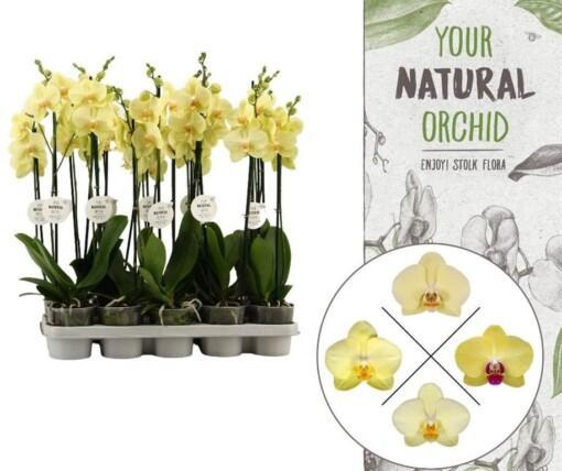 Phalaenopsis 'YNO' yellow P12 Perhosorkidea