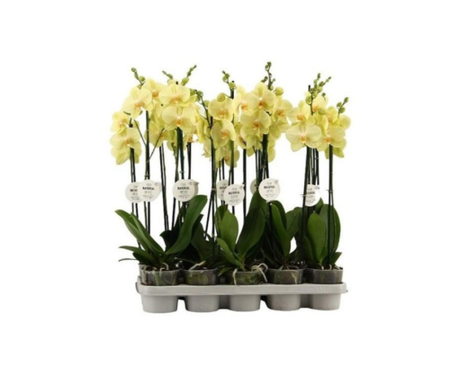 Phalaenopsis 'YNO' yellow P12 Perhosorkidea
