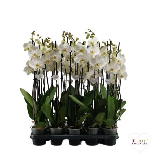 Phalaenopsis Orkidea valkoinen 3 vanaa 75-80 cm