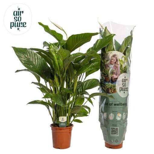 Spathiphyllum 'Sweet Lauretta' viirivehka P24