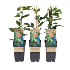 Actinidia arguta 'Issai' C2 Japaninlaikkuköynnös 'Issai'