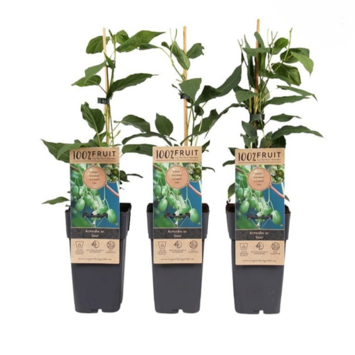 Actinidia arguta 'Issai' C2 Japaninlaikkuköynnös 'Issai'