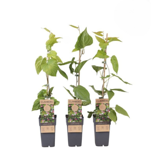 Actinidia kolomikta C2 Kiinanlaikkuköynnös