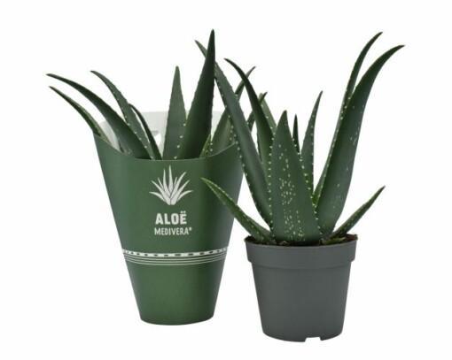 Aloe Medivera® Equator P14 lääkealoe