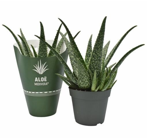 Aloe Medivera® Tropical P14 lääkealoe