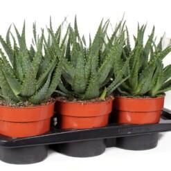 Aloe arborescens P17 Rohtoaaloe
