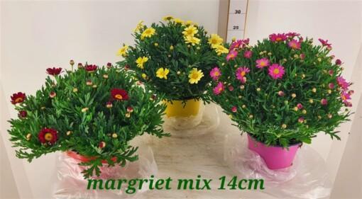 Argyranthemum frutescens P14 pinkki Marketta
