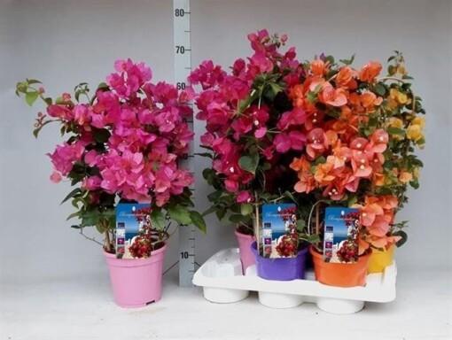Bougainvillea mix P17 kehikossa Ihmeköynnös
