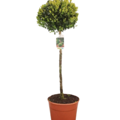 Buxus sempervirens C7.5 rungollinen Puksipuu