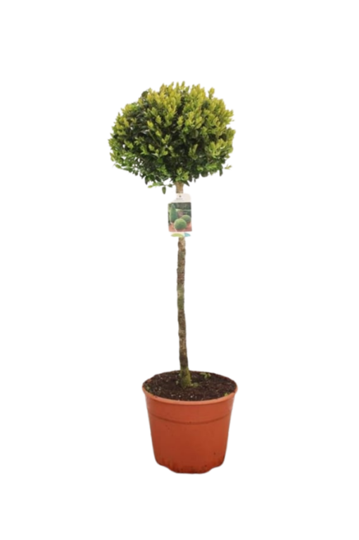 Buxus sempervirens C7.5 rungollinen Puksipuu