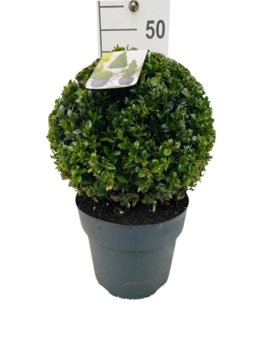 Buxus sempervirens 25 cm puksipuu