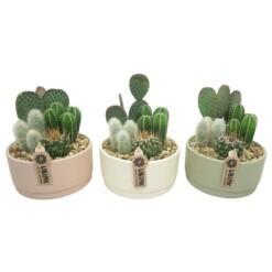 Cactus-istutus keramiikka P19 cm