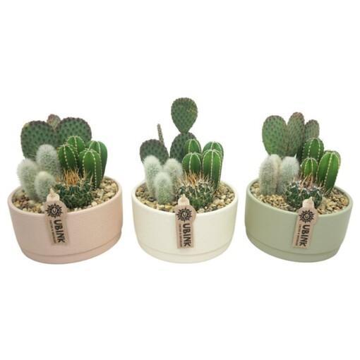 Cactus-istutus keramiikka P19 cm