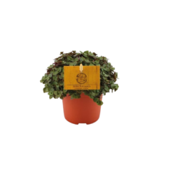 Callisia 'Turtle' P10.5 Liisantyyny