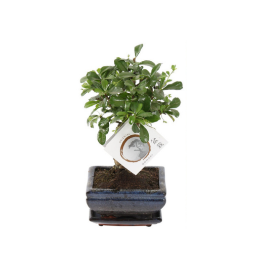Bonsai Carmona retusa P12 keraaminen ruukku