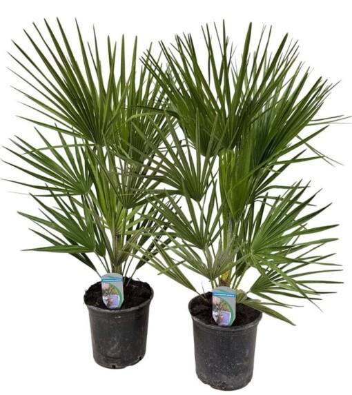 Chamaerops humilis P18 Kääpiöpalmu