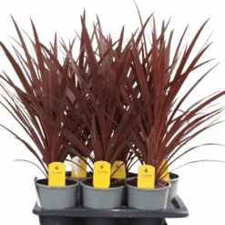 Cordyline australis 'Red Star' p17 verililjapuu