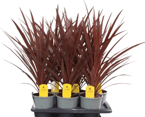 Cordyline australis 'Red Star' p17 verililjapuu
