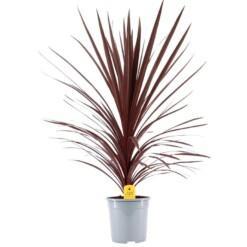 Cordyline australis 'Red Star' P24 verililjapuu