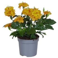 Crossandra infund. 'Fortuna' P13 taikurinkukka