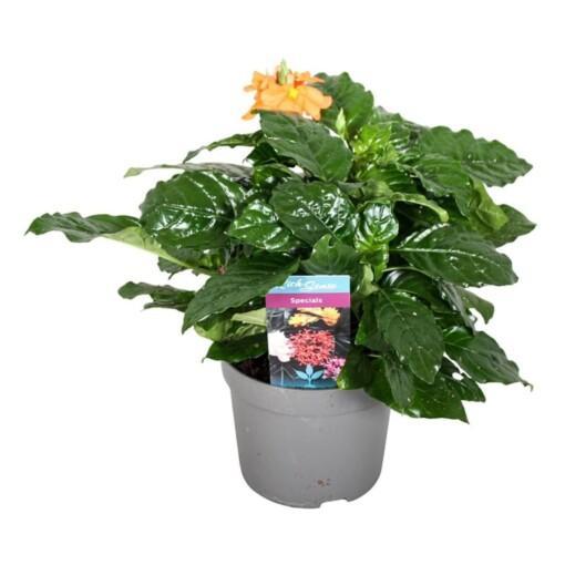 Crossandra infund. 'Fortuna' P13 taikurinkukka