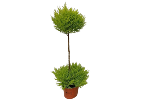 Cupressus macrocarpa ’Wilma’ P14 kultasypressi (sitruunasypressi)