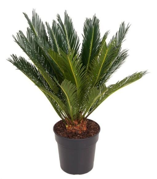 Cycas revoluta P21 käpypalmu