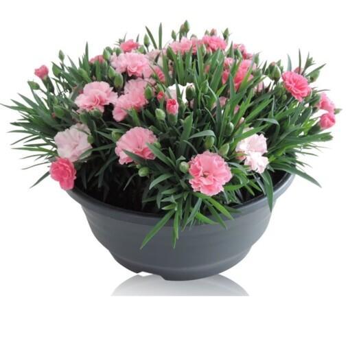 Dianthus 'I Love U' P23 neilikka