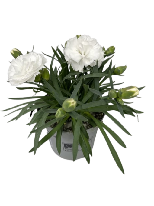 Dianthus caryophyllus 'Whitney' P9 tarhaneilikka